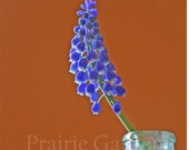 8x8 fine art print Grape Hyacinth