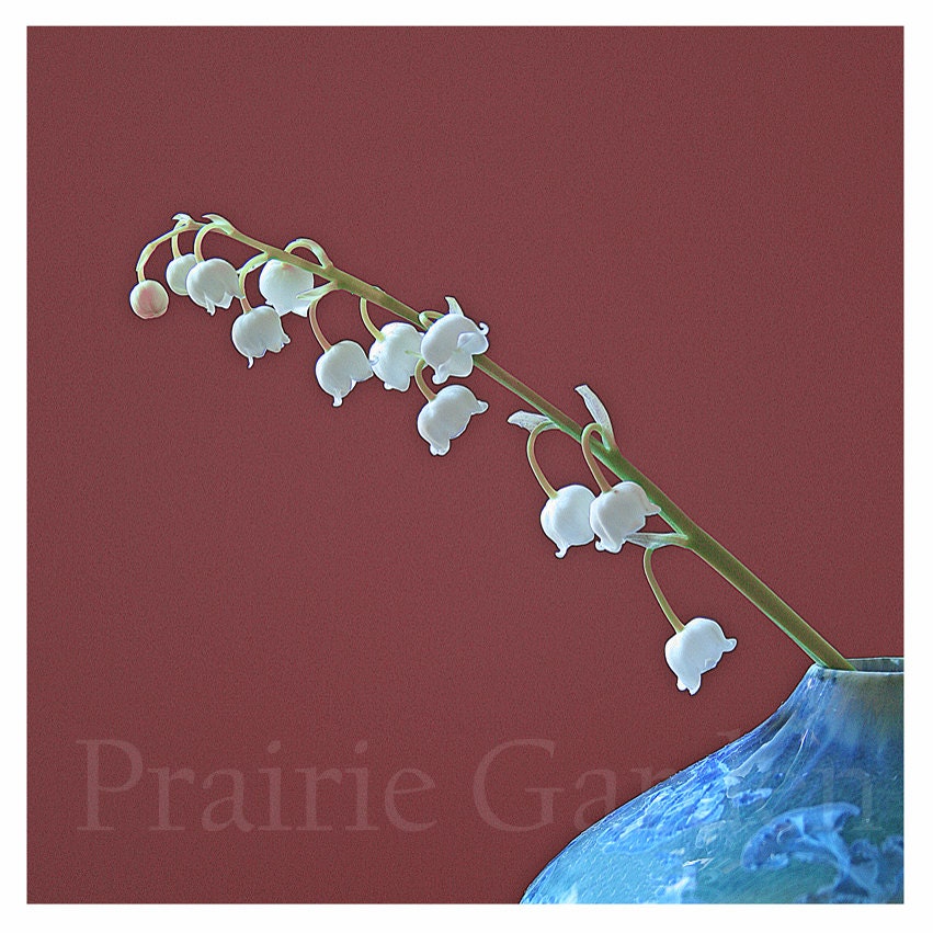 8x8 fine art photograph Lily of the Valley