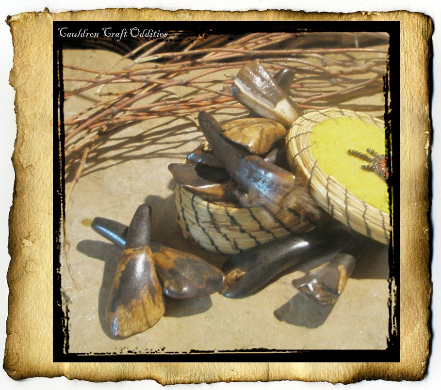 One Large Bison - Buffalo Tooth, unbleached, Hoodoo Santeria curio for strength and courage