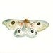MOTH Original watercolor painting 10X8inch