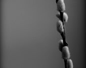 Pussy Willow 8 X 8 fine art photo print