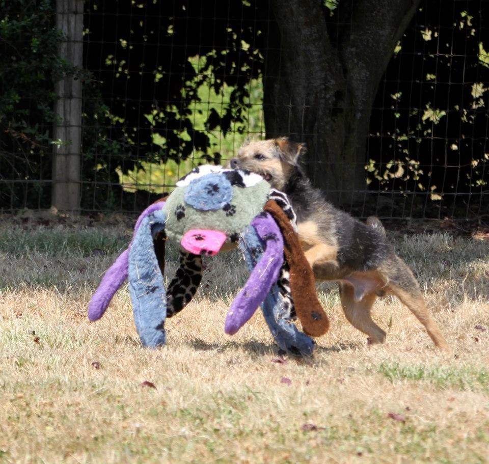 Doodlebug Dud's Super Deluxe Dog Toy - Large Spider - All Eight Legs Squeak And The Eyes and Nose Squeak Too