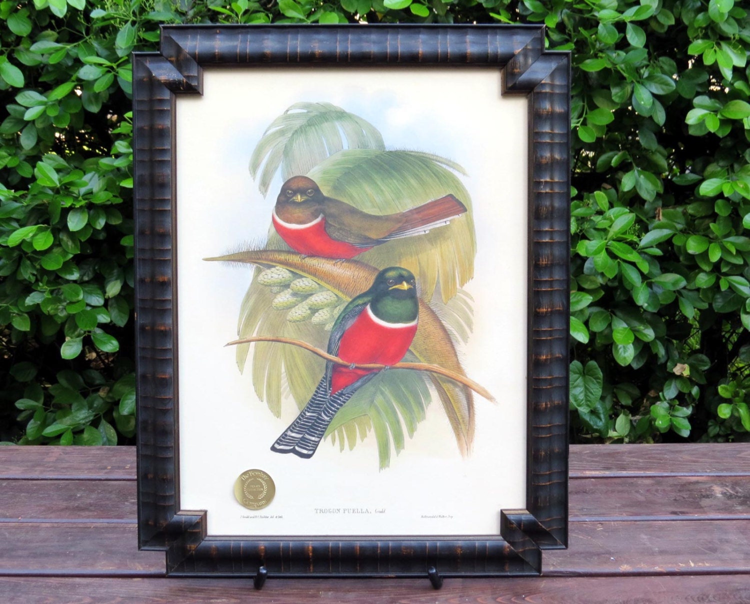 Framed Gould Bird Print. 24x18