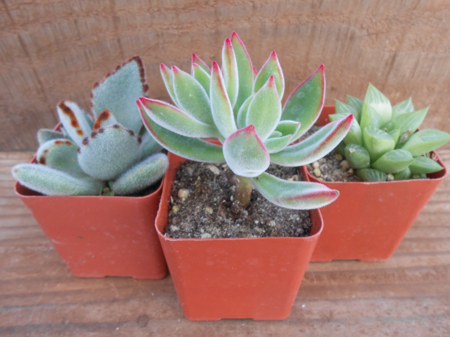 Succulent Garden Plant Collection, Great Favors, Terrariums and Wedding Centerpiece
