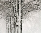 Winter Trees, Snow, Brown and White, Nature, Landscape, Fine Art Photography, 11X14 Mat, Ready to Frame, Wall Art