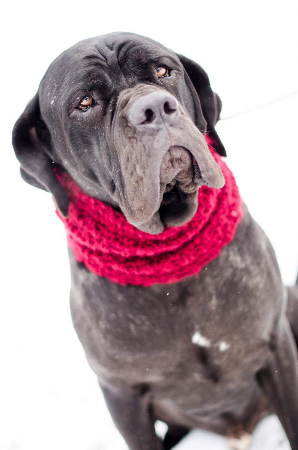Large Puppy Circle Scarf