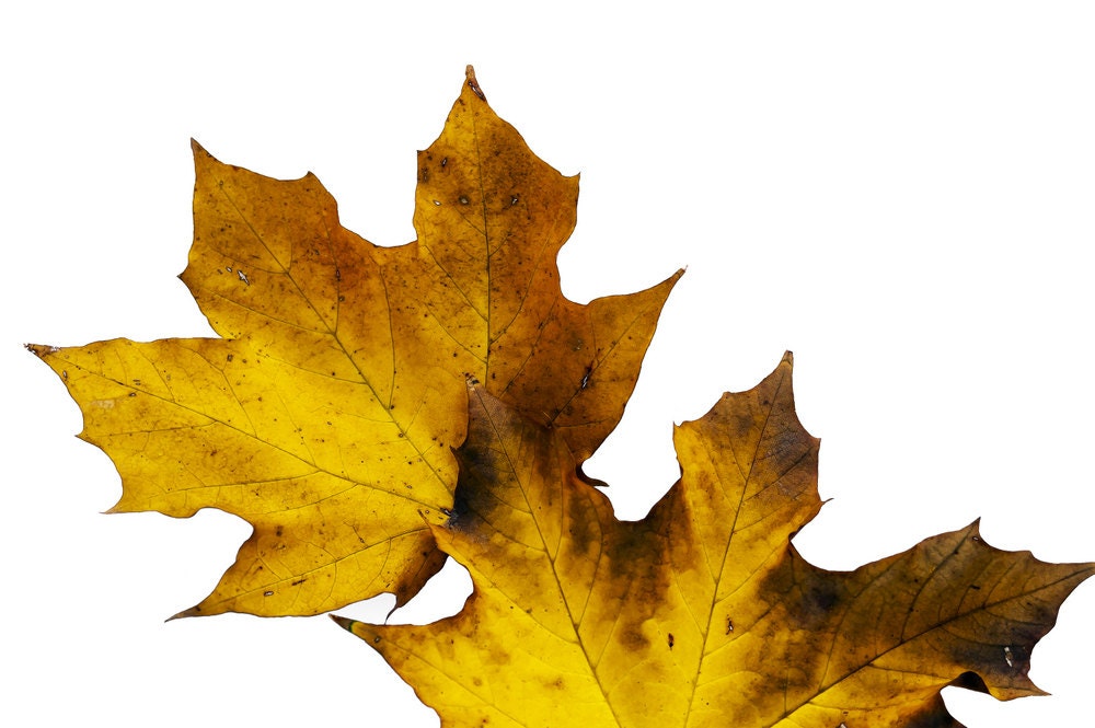 Maple Leaves Fall Ochre Rust Maples Autumn Raw Sienna Colorado Rustic Cabin Lodge Photograph