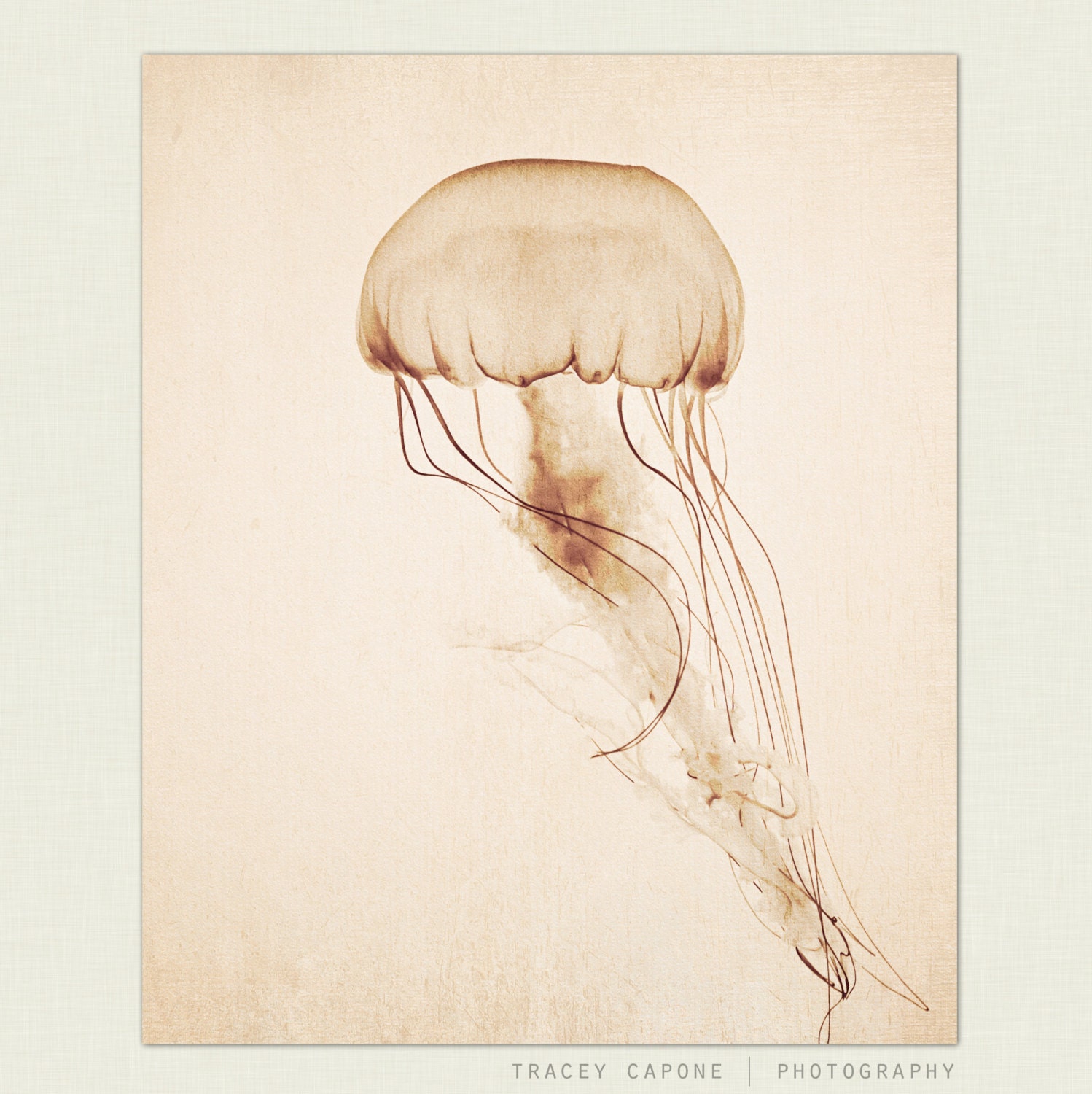 Jellyfish Art - rustic wall decor, nature photography -  Curiosities - natural history, etsy wall art, jellyfish home decor