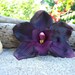 Orchid Flower Hair Clip-Weddings, Beach Destination Weddings, Vacations, Tropical Flowers, Hawaiian, Paradise, Floral Hair Clips