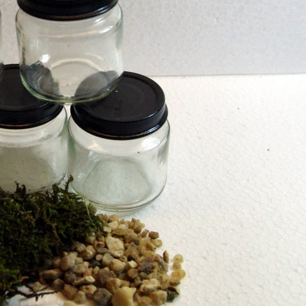 THREE Live Moss Terrarium DIY Kits Natural Organic Micro Gardening