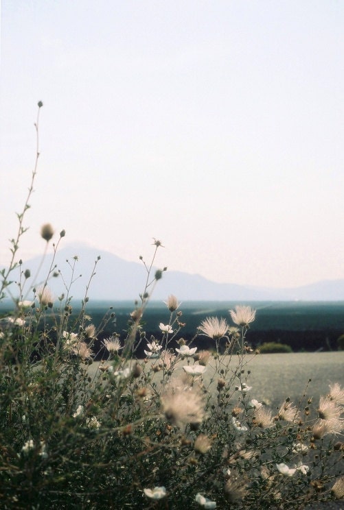 Desert Morning - 6x9 photograph - flowers mountain blue sky