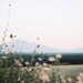 Desert Morning - 6x9 photograph - flowers mountain blue sky