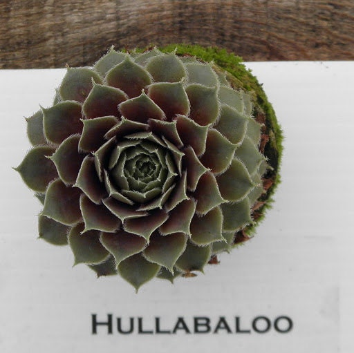 Hullabaloo Sempervivum Plant, Hens and Chicks, Extremely Cold Hardy Succulent