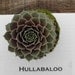 Hullabaloo Sempervivum Plant, Hens and Chicks, Extremely Cold Hardy Succulent