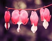 Valentines Day Photography 8x10 (20x25cm) Bleeding Hearts Love flowers floral home decor romantic print i love you