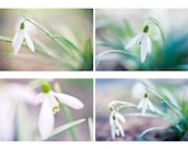 45% off Spring Photography, 4 8x10 prints, flower photos, spring home decor, flowers, adoration, love, nature photos