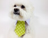 dog tie- shirt and tie collar- bright polka dot tie- wedding dog tie- cat tie- pet tie- green- turquoise- yellow
