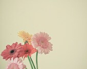 A Bunch of Daisies - Flower photography, Gerbera Daisy, nature art, pastel colors, minimalist art, pink and yellow 8x8 print