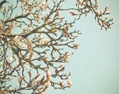 20% SALE A New Dawn - Spring photography, Magnolia Tree, pink and white flowers, nature decor, garden flower blossoms 8x8 Print