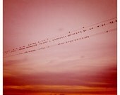 Flock of Birds On The Wires - fine art photography, pink, sky, sunset, magenta, coral