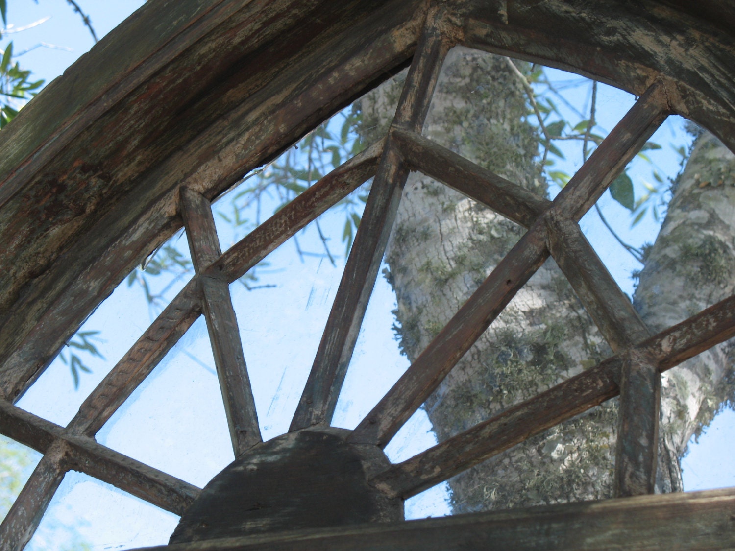 Reflection Tree - fine art photograph - mirror, arched door, nature, reflection, frame, window