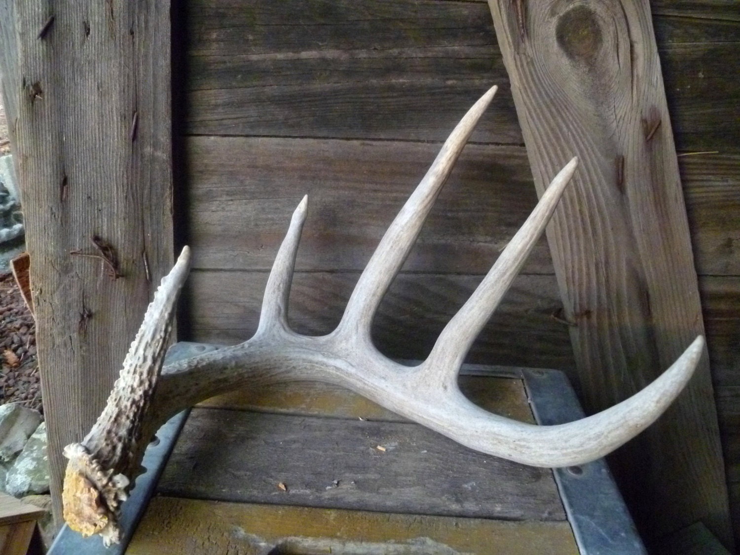 Deer Antler Whitetail Natural Shed Gorgeous Showy Specimen Perfect Gift For Office Home Fast Shipping Priority