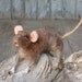 Needle Felted Brown Rat
