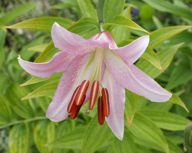 Pink Lily Flower Chartreuse Green Leaves Leafy Pale Coral Fuchsia Petals Summer Garden Art Botanical Photo Giclee 8" x 10" Print