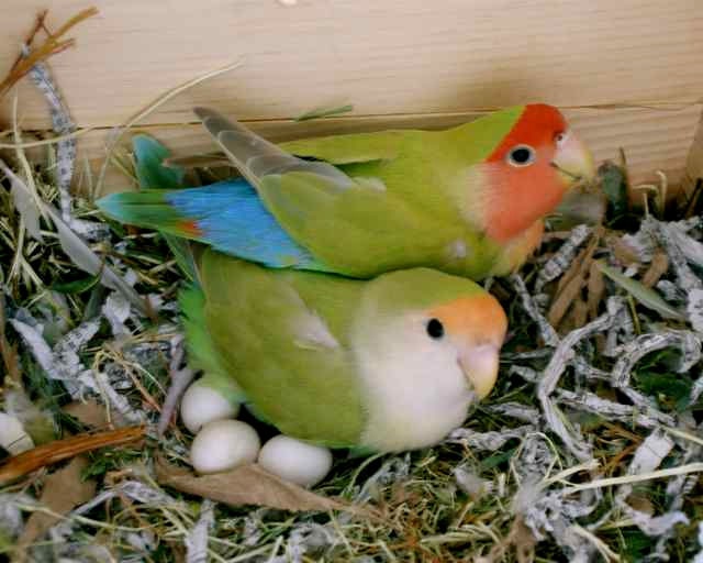 Happy Spring Cute Birds with Eggs Lovebird Hen in Her Nest with her Mate Pet Animal Children's Art Photography 5" x 7" Photo Print