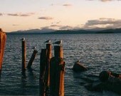 Sunset Seagulls Watching the Setting Sun Twilight Mountain Lake Summer Dark Water Peaceful Pink Sky Grey Clouds 5" x 7" Photo Print