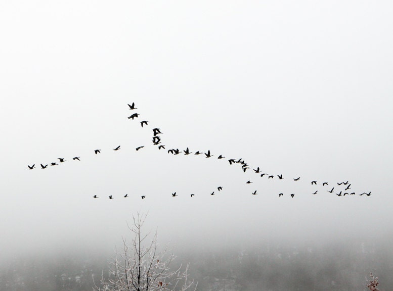 Nature Photography Landscape Animal Canada Geese Fly over Lake 8x10 - lucysnowephotography