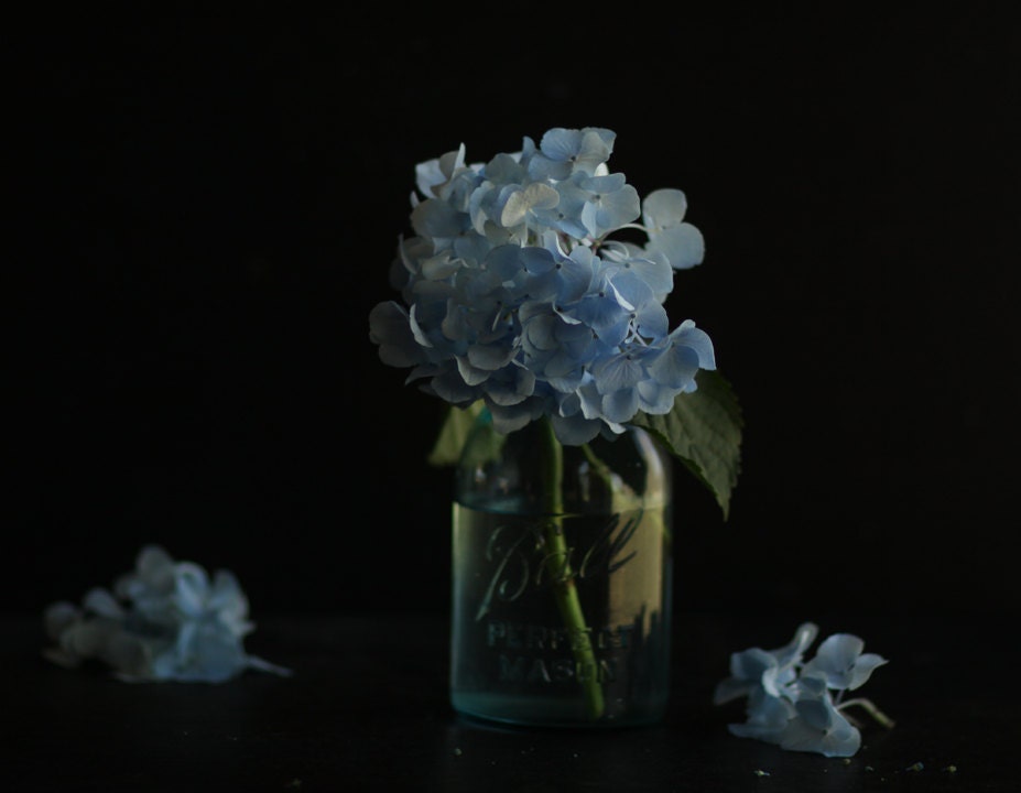Still Life Photography of Hydrangea in Ball Jar 11x14