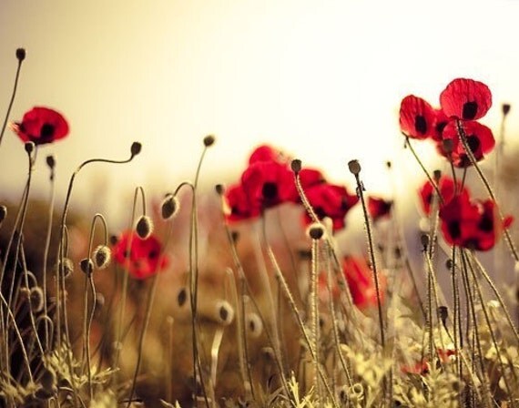 Red Poppy photography, Red wall decor, gold and red, flowers, poppy art, summer garden print, 16x20 gift for women
