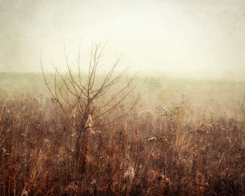 Foggy Landscape Photograph gold morning russet woodland eery peaceful golden 8x10