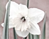 Flower spring Photography daffodil white happy cheerful blossom easter bulb spring And it all began 8x8 fine art photograph