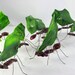 Leaf Cutter Ant Glass Sculpture Reserved for ottoa6