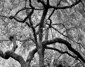 TREE OF LIFE - 11 x 14 - Fine Art Photography - Metallic Paper - Black and White, Rustic, Tree Photo, Woodland Print, Forest Home Decor