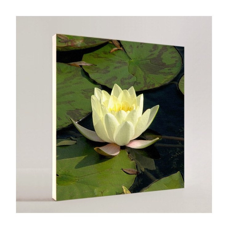 WATER LILY - Canvas Art & Prints