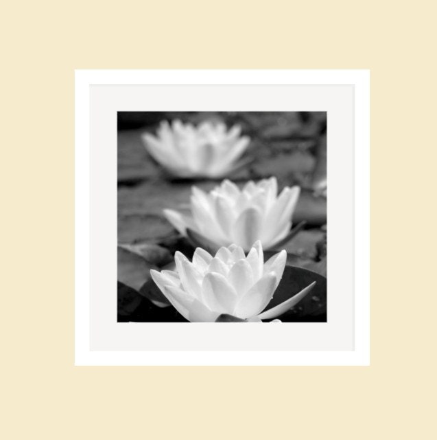 WATER LILIES - Canvas Art & Prints
