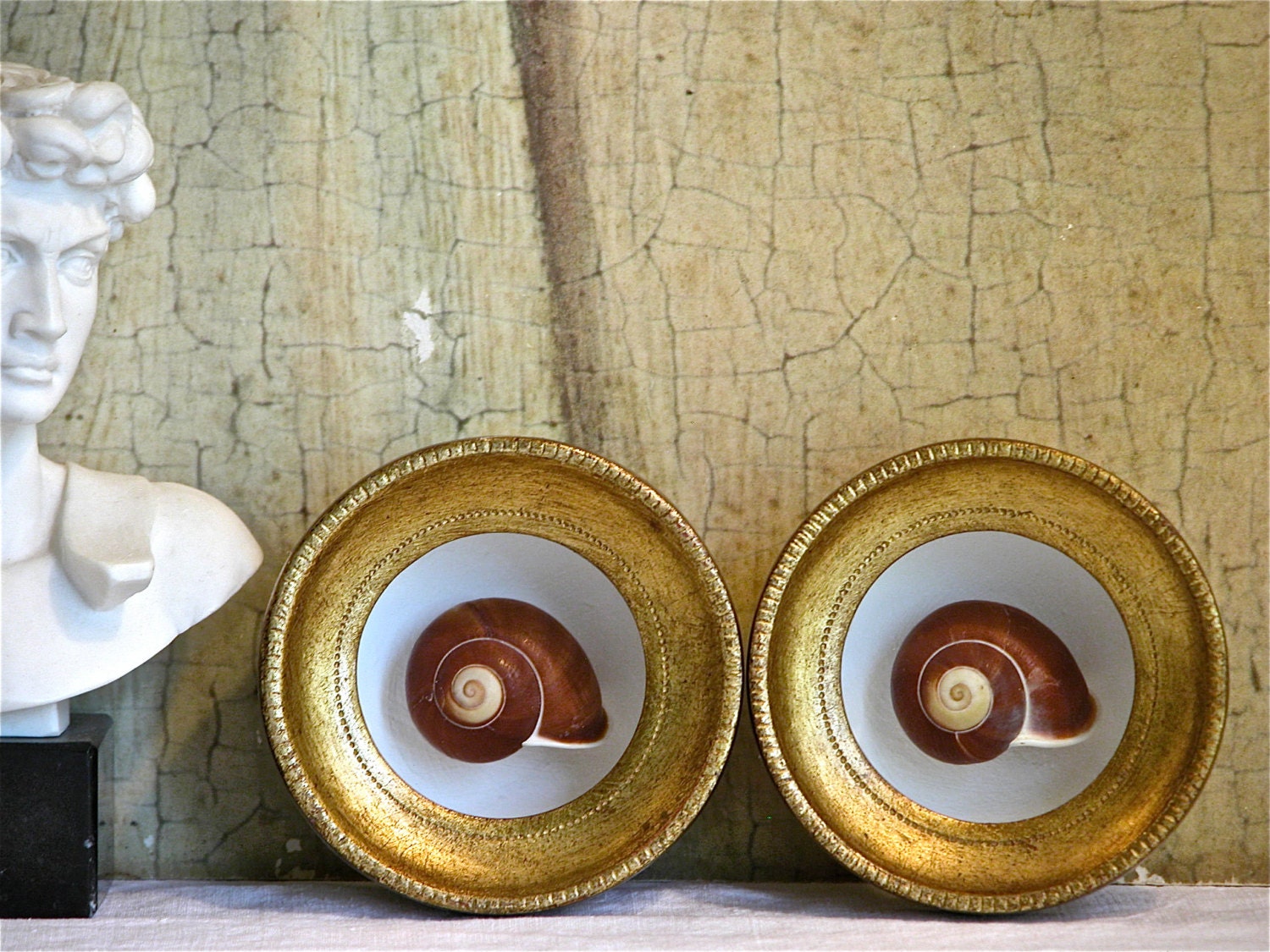 Florentine Snail Shell Display - Set of Two