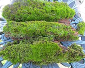 Live Moss On Wood For Terrariums, Fairy Gardens. 1 Quart Bag