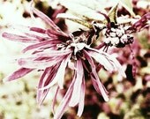 spring bloom floral photograph pink flower bloom blossom wall art home decor spring 8 x 10 Valentine's Day