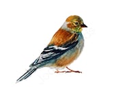 Watercolor Bird - Goldfinch Winter Plumage - Archival Quality Print
