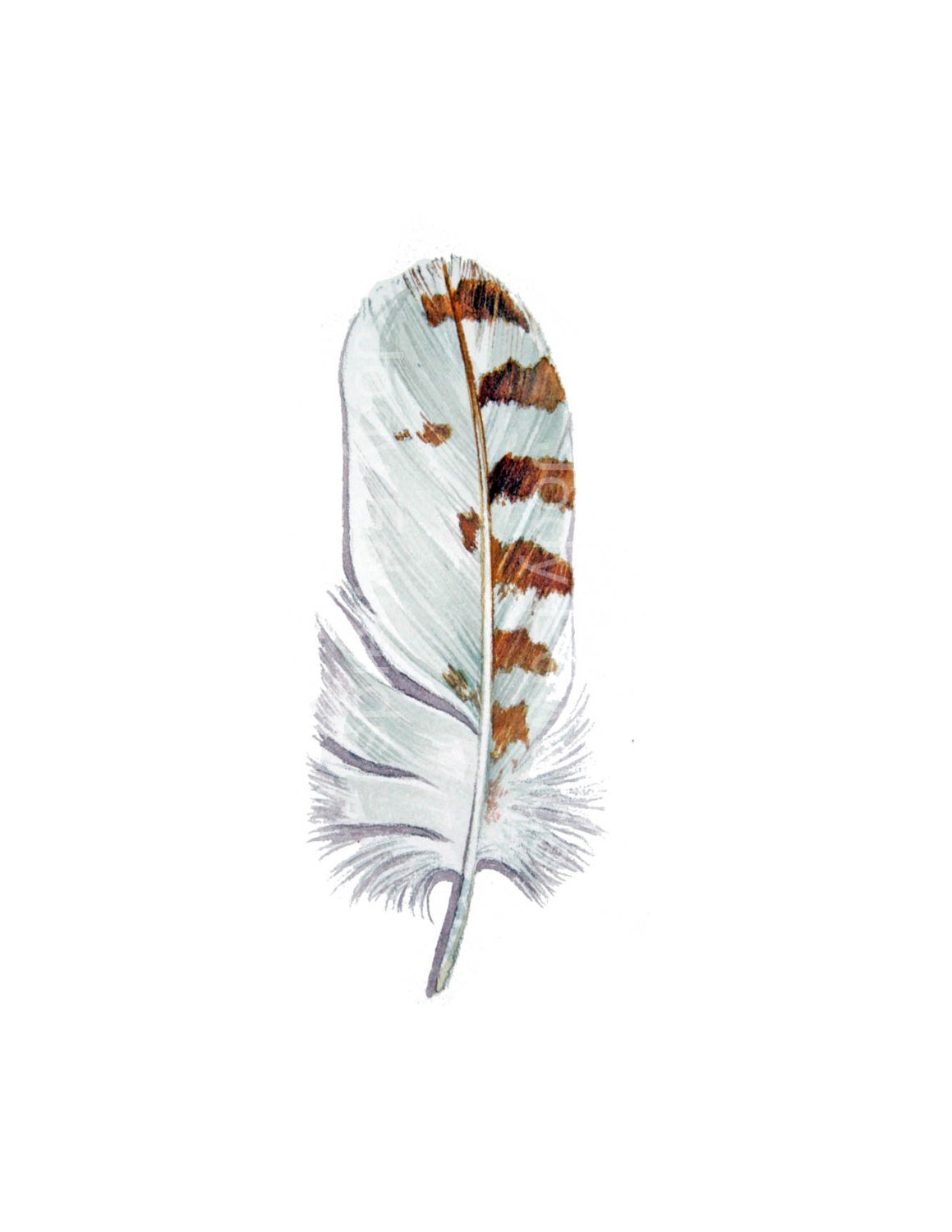 Snowy Owl Feather - Original Watercolor Feather Study 536