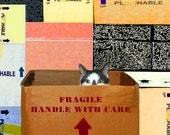 Cat Greeting Card- Cat in Box