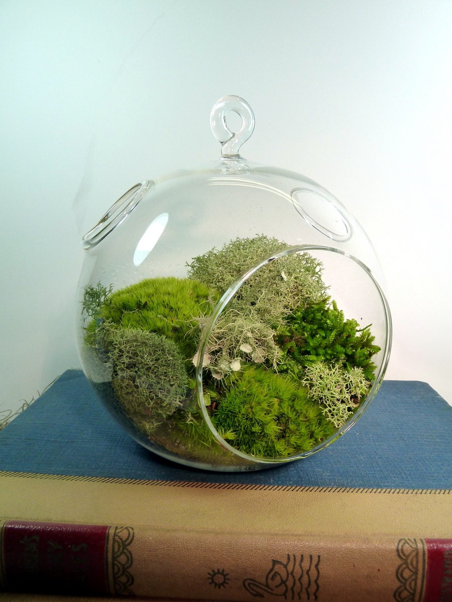 Glass Bubble Moss/Lichen Terrarium, Fathers Day, Terrariums by mossterrariums on Etsy