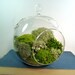 Glass Bubble Moss/Lichen Terrarium, Terrariums by mossterrariums on Etsy