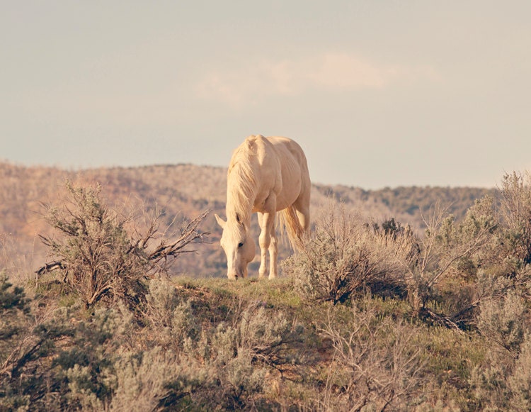 Desert Palomino Horse Photograph, Desert Landscape Art, 8x10 Equine Art
