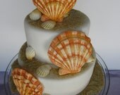 edible sea shell collection clams with sand