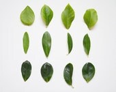 Botanical flower photo - fine art photography print -  green leaves spring home decor - still life photo